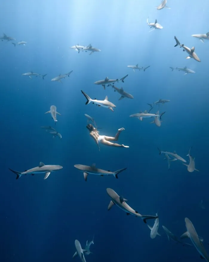 Stunning Underwater Photography Of Marine Life By Rachel Moore (42 Pics)