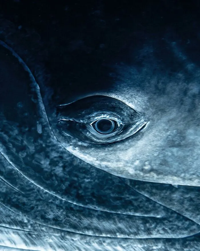 Stunning Underwater Photography Of Marine Life By Rachel Moore (42 Pics)