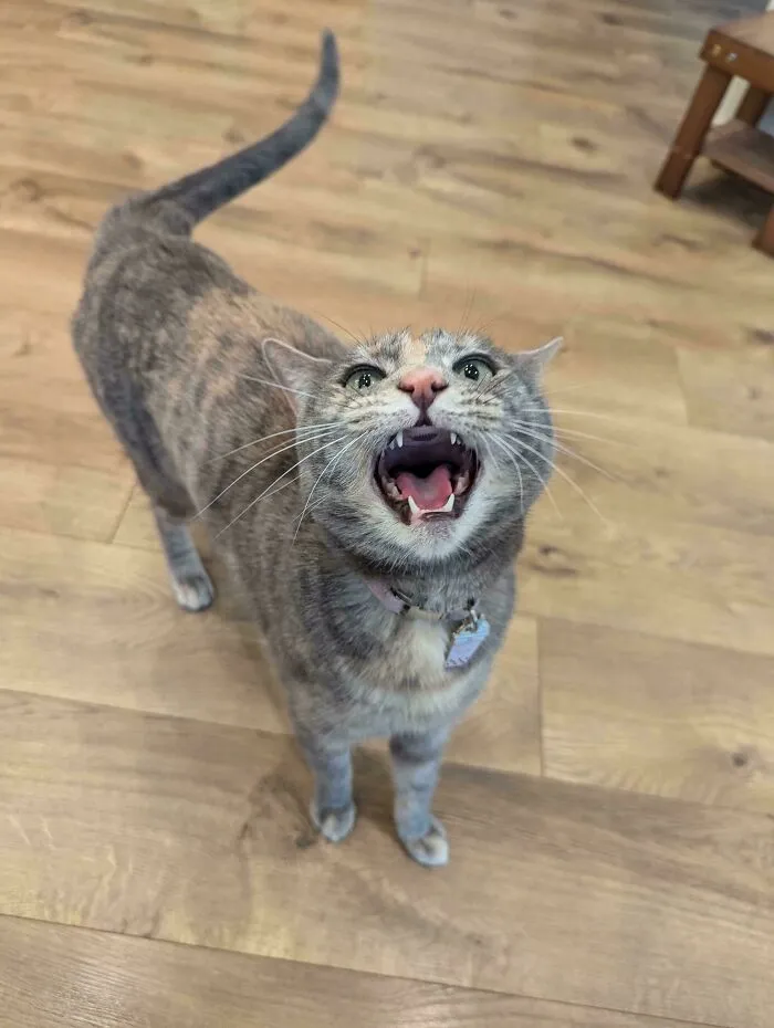 She Always Begs For Treats When She Hears Me In The Kitchen