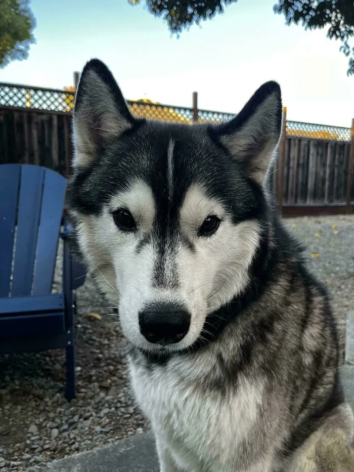 My Dog Has A Condition Called “Homochromia” Where Both His Eyes Are The Same Color