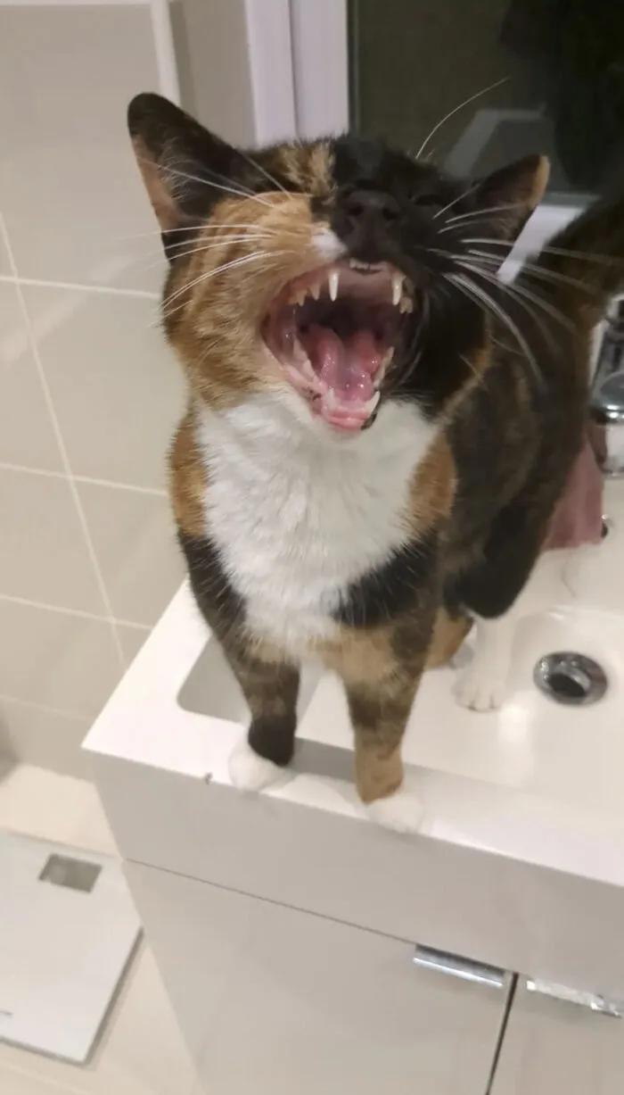 Calico cat standing on a bathroom sink, mid-meow with mouth wide open showing teeth and tongue.