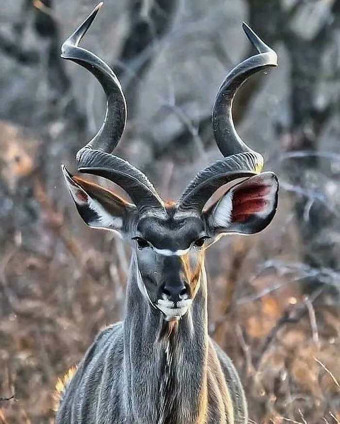 El kudu mayor