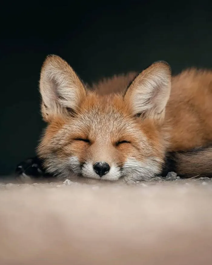 40 Close-Up Wildlife Images That Reveal Nature’s Beauty, Taken By This Finnish Photographer