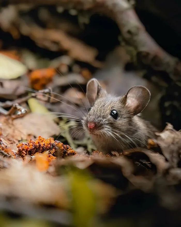 40 Close-Up Wildlife Images That Reveal Nature’s Beauty, Taken By This Finnish Photographer