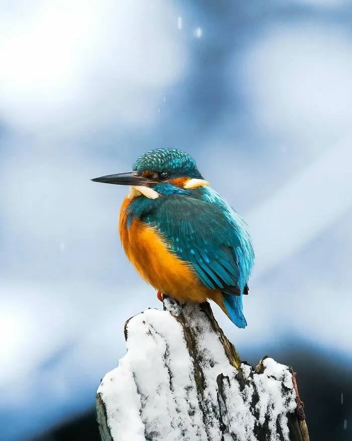40 Close-Up Wildlife Images That Reveal Nature’s Beauty, Taken By This Finnish Photographer