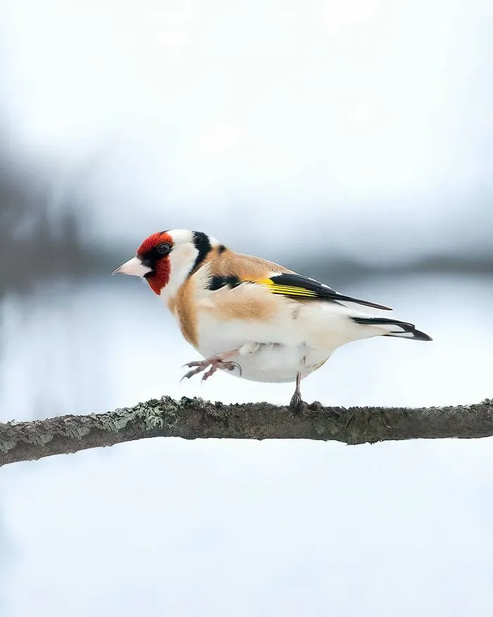 40 Close-Up Wildlife Images That Reveal Nature’s Beauty, Taken By This Finnish Photographer