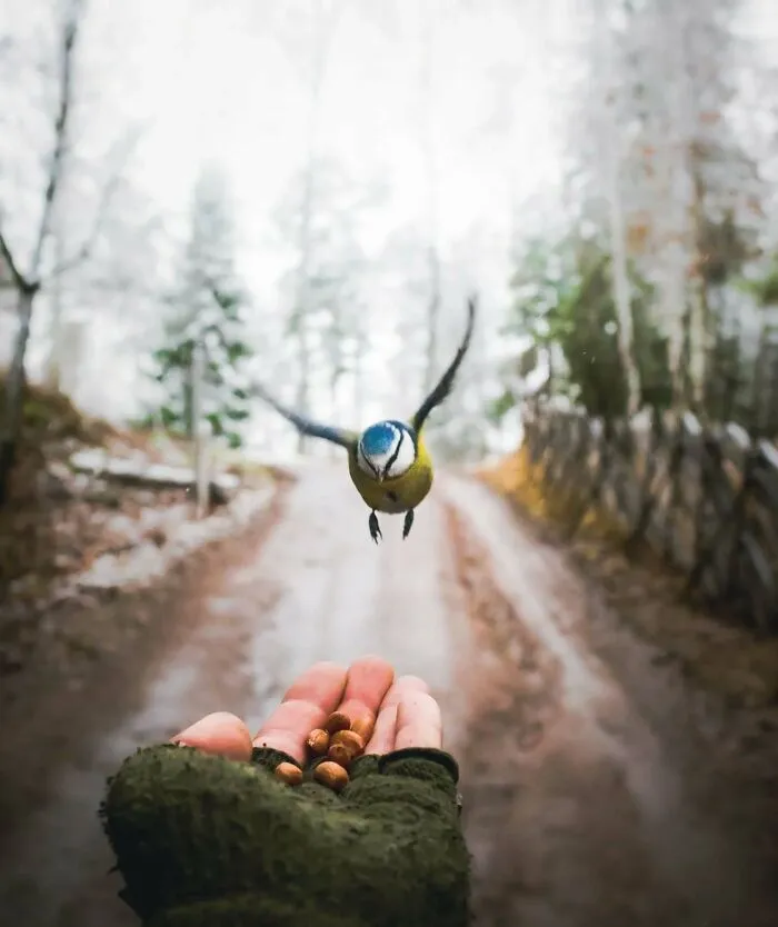 40 Close-Up Wildlife Images That Reveal Nature’s Beauty, Taken By This Finnish Photographer