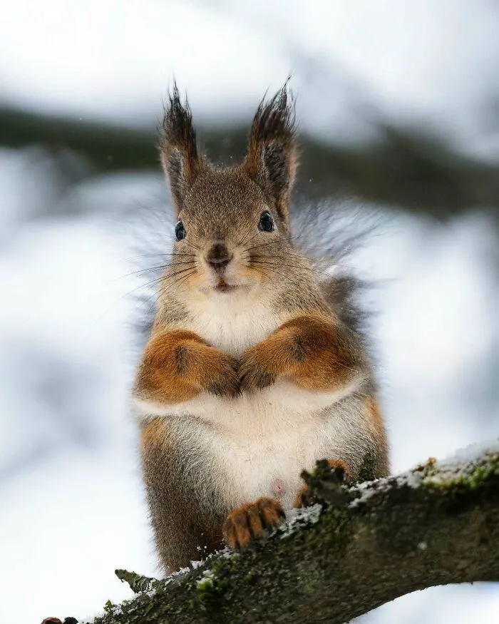 40 Close-Up Wildlife Images That Reveal Nature’s Beauty, Taken By This Finnish Photographer