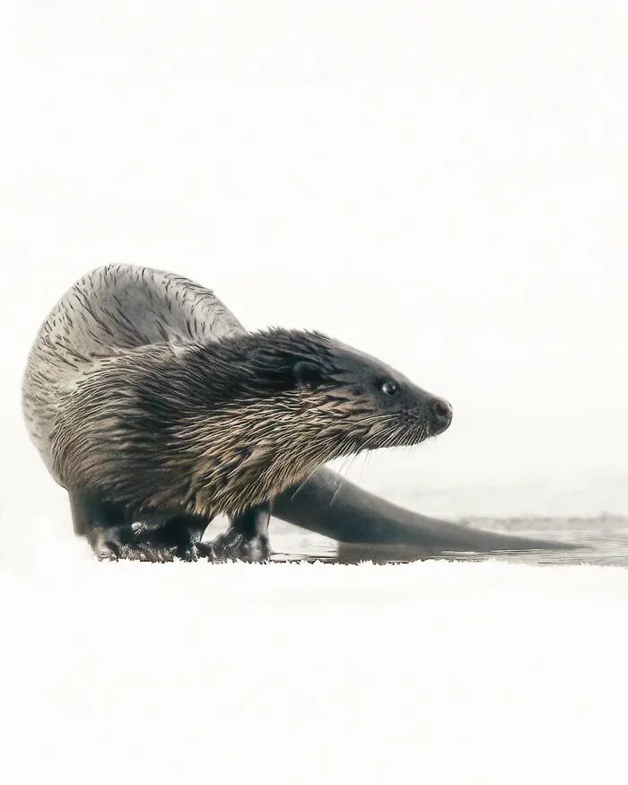 40 Close-Up Wildlife Images That Reveal Nature’s Beauty, Taken By This Finnish Photographer