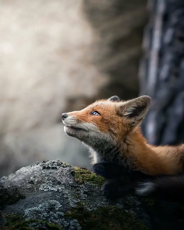 40 Close-Up Wildlife Images That Reveal Nature’s Beauty, Taken By This Finnish Photographer