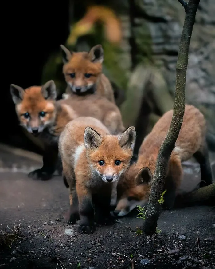 40 Close-Up Wildlife Images That Reveal Nature’s Beauty, Taken By This Finnish Photographer