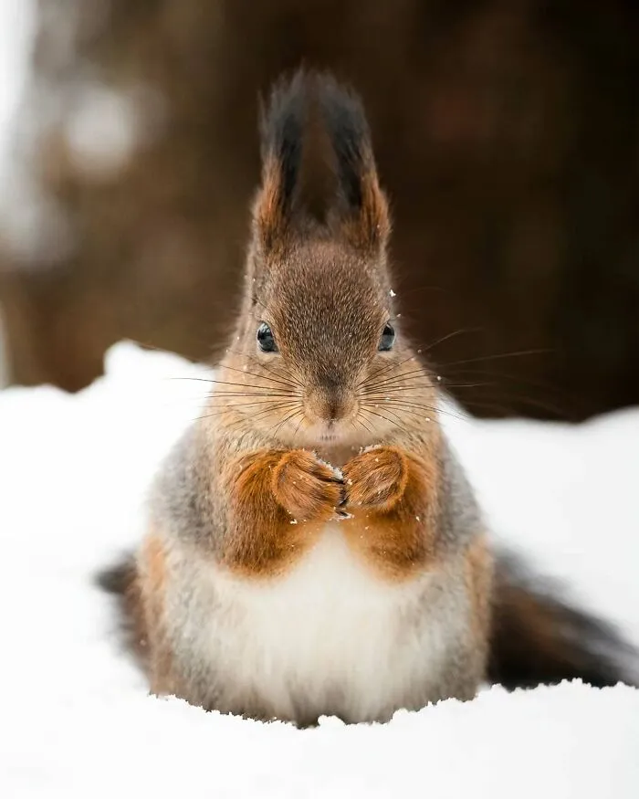 40 Close-Up Wildlife Images That Reveal Nature’s Beauty, Taken By This Finnish Photographer