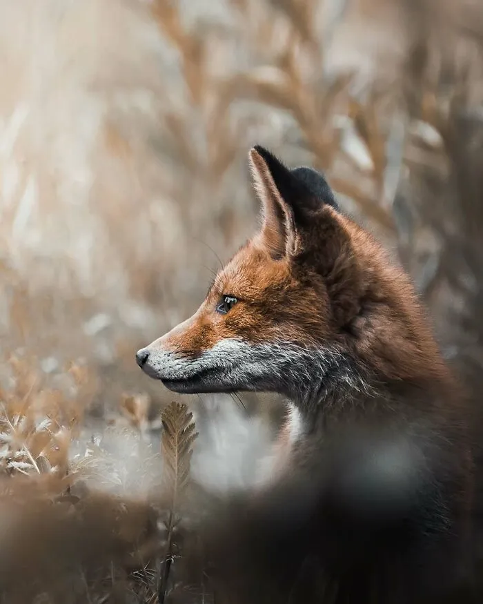 40 Close-Up Wildlife Images That Reveal Nature’s Beauty, Taken By This Finnish Photographer