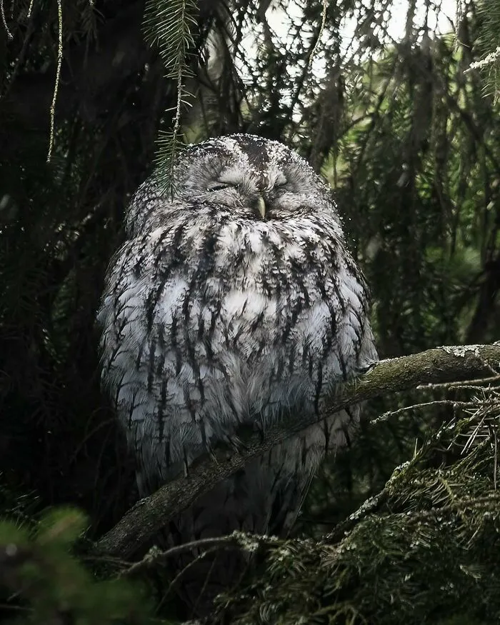 40 Close-Up Wildlife Images That Reveal Nature’s Beauty, Taken By This Finnish Photographer