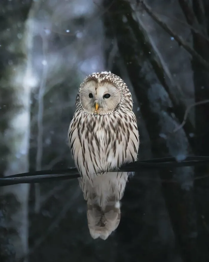 40 Close-Up Wildlife Images That Reveal Nature’s Beauty, Taken By This Finnish Photographer
