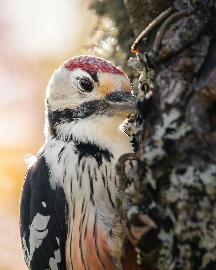 40 Close-Up Wildlife Images That Reveal Nature’s Beauty, Taken By This Finnish Photographer