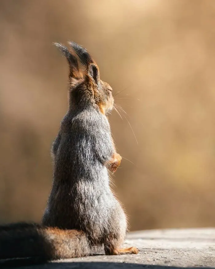 40 Close-Up Wildlife Images That Reveal Nature’s Beauty, Taken By This Finnish Photographer