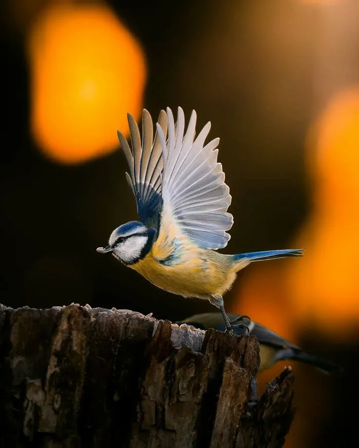 40 Close-Up Wildlife Images That Reveal Nature’s Beauty, Taken By This Finnish Photographer