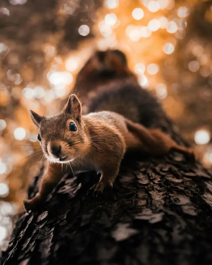 40 Close-Up Wildlife Images That Reveal Nature’s Beauty, Taken By This Finnish Photographer