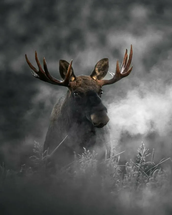 40 Close-Up Wildlife Images That Reveal Nature’s Beauty, Taken By This Finnish Photographer