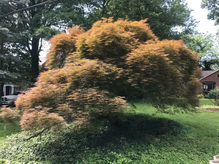 Árbol pixelado