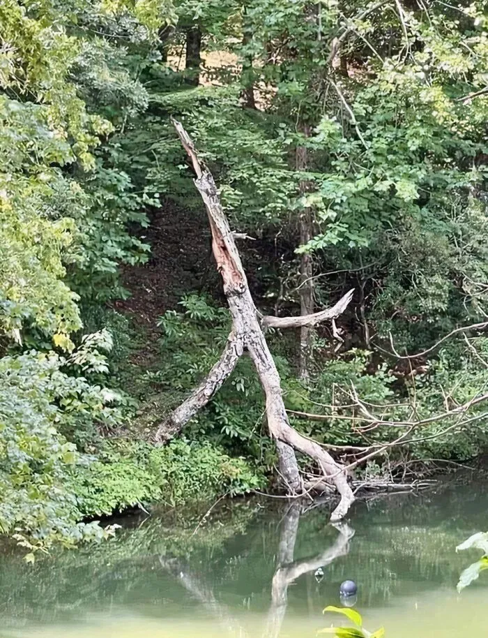 Why Does This Tree Look Like It’s Sneaking Out Of The Woods?!
