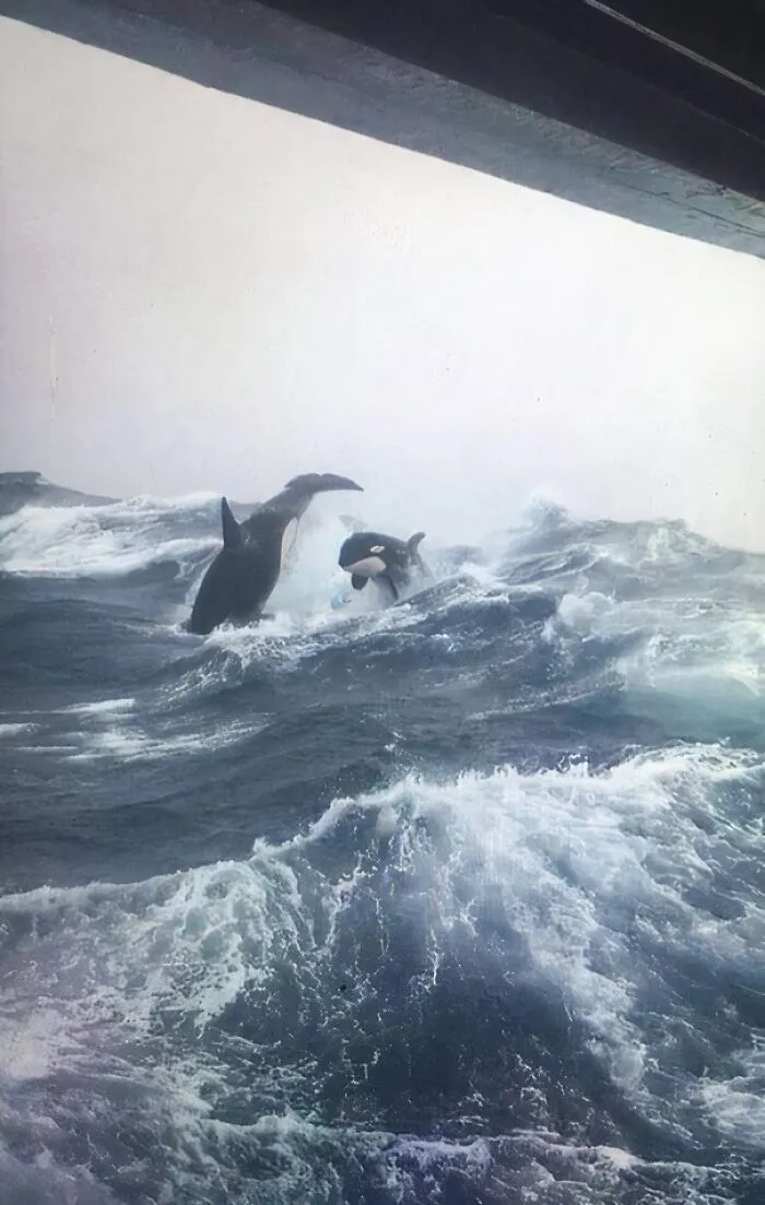 Taken By Chris Holmes While Swordfishing Off The Coast Of Nova Scotia