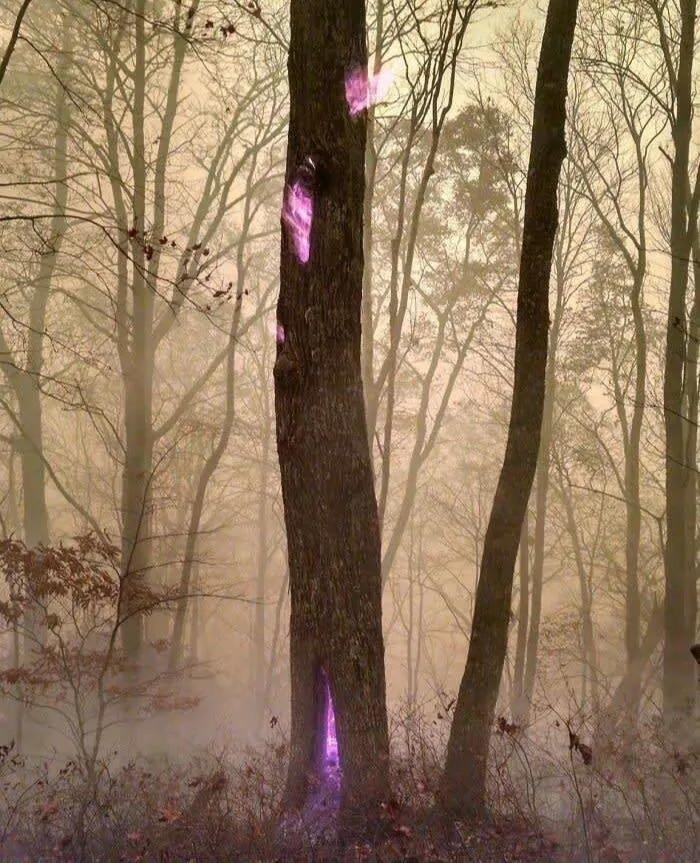 Oh No, I Picked The Wrong Tree To Hide The Power Stone