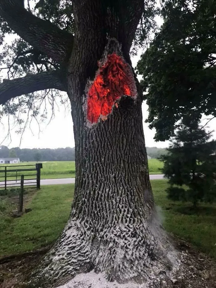 This Tree That Was Struck By Lightning