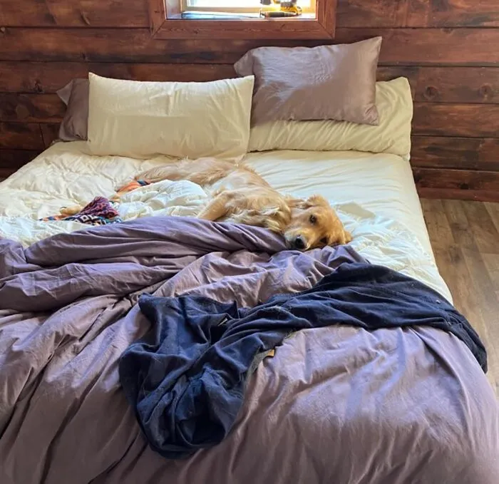 You Can Get That Lux Look For Less By Simply Swopping Out Your <a Style="Display:inline;" Href="Https://Www.amazon.com/Luxclub-Friendly-Hypoallergenic-Anti-Bacteria-Washable/Dp/B0716m151k?ie=utf8&linkcode=ll1&tag=bpmammoth-20&linkid=5bb849d34b839cd8d0cad58e389709c9&language=en_us&ref_=as_li_ss_tl" Target="_blank"><span Style="Font:inherit;color:#d74b1f;"> Bed Sheets</Span>