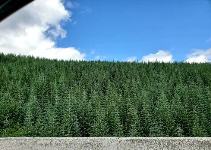 The Way These Trees Appear Pixelated (Mt St Helen's Forest Regrowth)