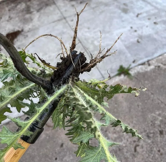  Fewer Weeds And Less Backpain Thanks To <a Style="Display:inline;" Href="Https://Www.amazon.com/Grampas-Weeder-Cw-01-Original-Remover/Dp/B001d1ffza?ie=utf8&linkcode=ll1&tag=bpstingray-20&linkid=cd336b0f53f4362e00be8be44662993c&language=en_us&ref_=as_li_ss_tl" Target="_blank"><span Style="Font:inherit;color:#d74b1f;"> Grampa's Weeder</Span> 