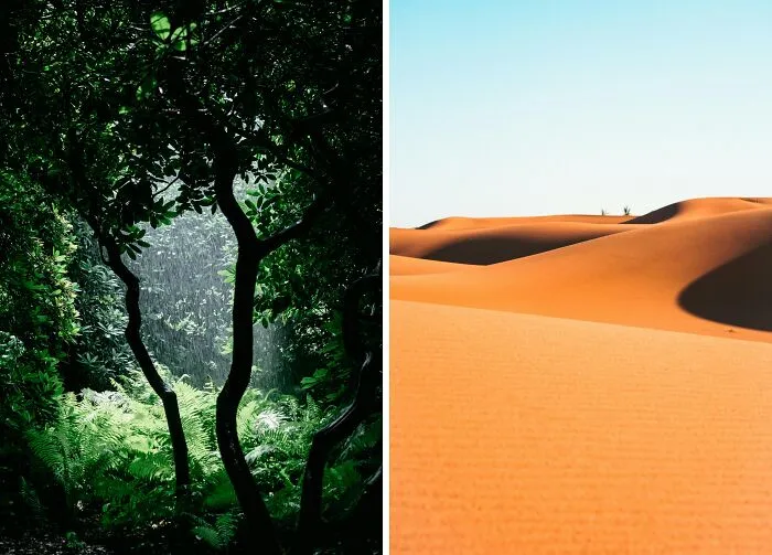 The Sahara Desert Used To Be A Tropical Rainforest