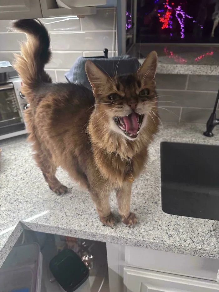 She’s Yelling At Me For Yelling At Her To Get Off The Counter