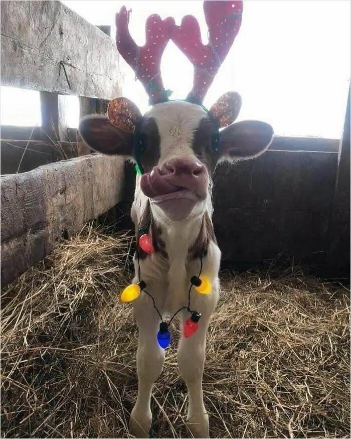 Happy Cow