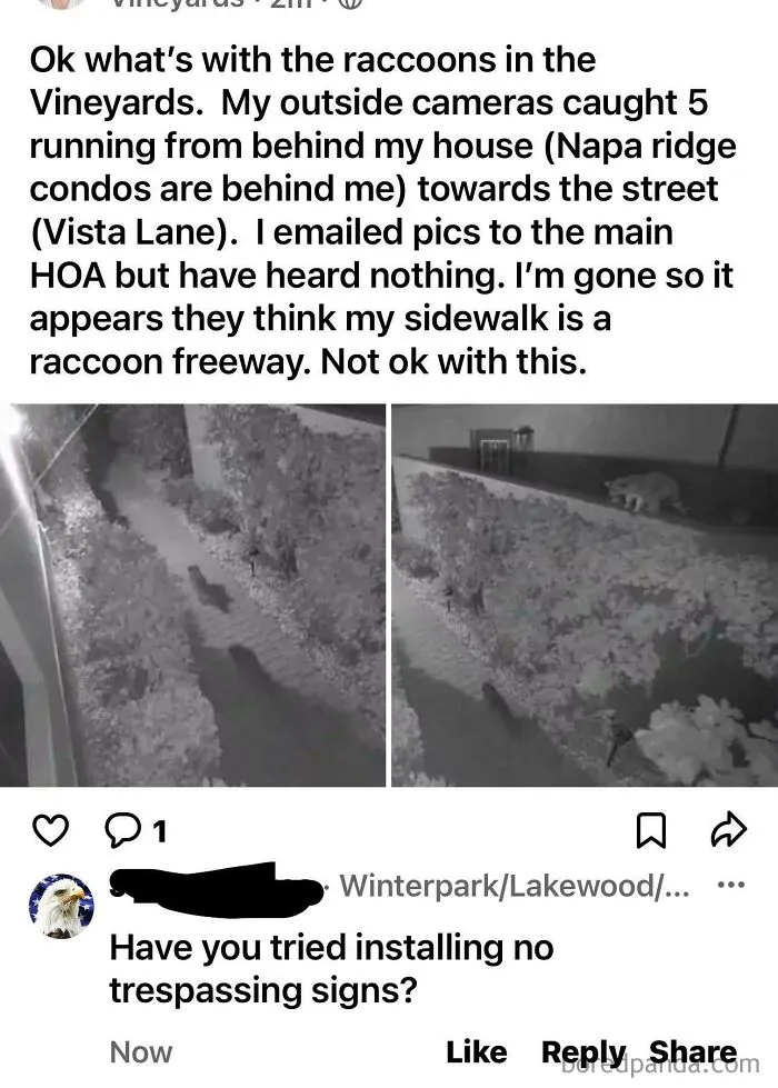The Case Of The Tresspassing Raccoons