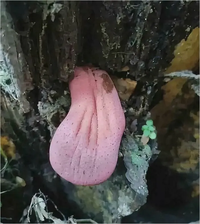Tongue Mushroom Commonly Found On Oak And Chestnut Trees