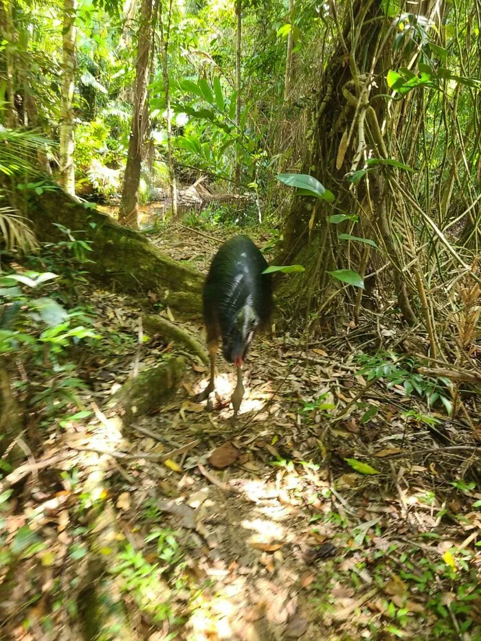 Oddly terrifying scene of a wild animal in a dense forest path, creating a mysterious and eerie atmosphere.
