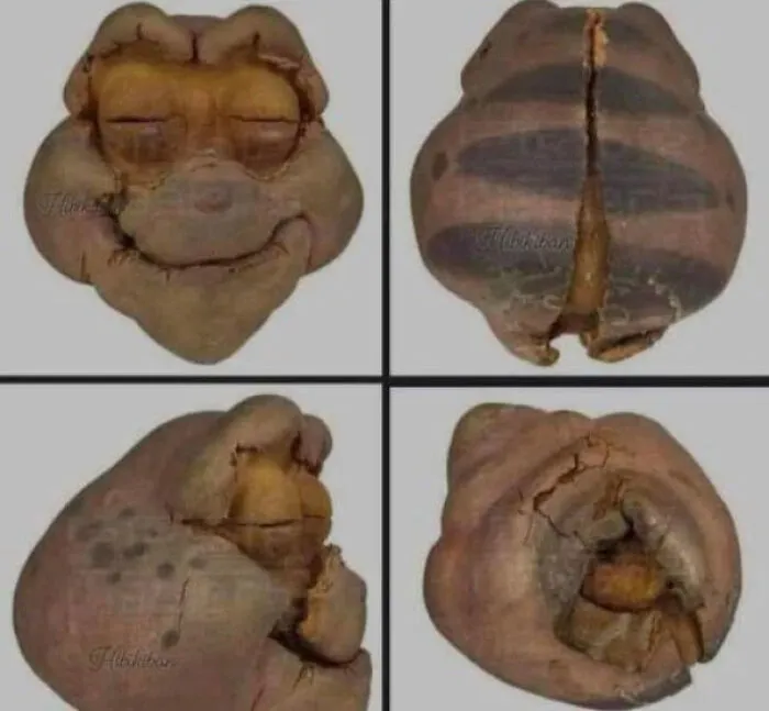 Four oddly terrifying dried fruit pods, each with unusual, cracked shapes, arranged in a grid pattern.
