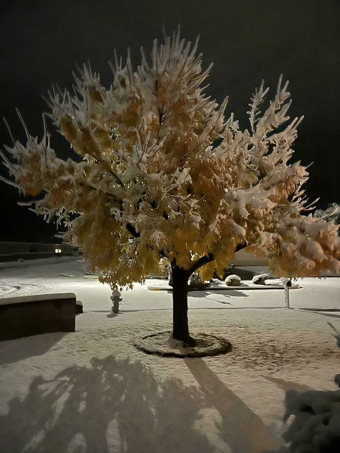 This Tree At My In-Laws’ Froze Before It Dropped Its Leaves