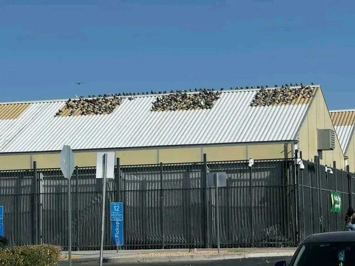 Roof Is Painted Two Colors And The Pigeons Only Congregate On The Tan Colors