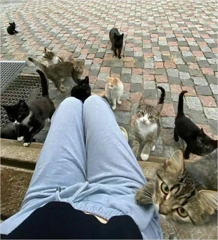 Person surrounded by curious cats, creating a playful and amusing moment.