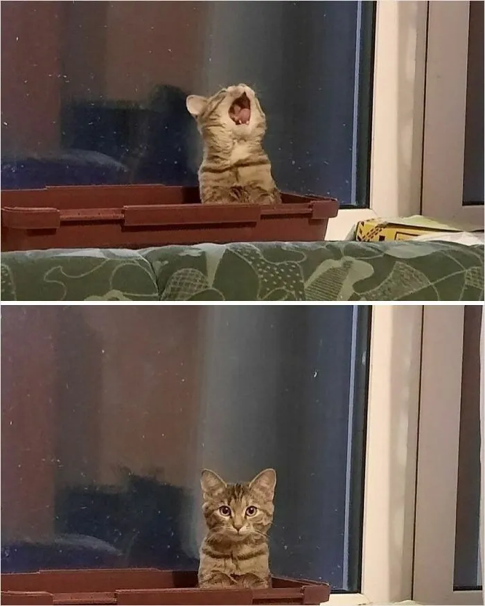 Cat yawning then staring, sitting in a pot by the window, creating a funny and adorable moment.