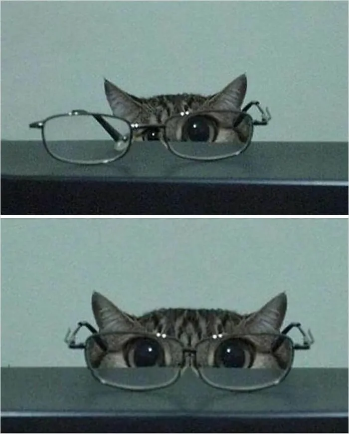 50 Cats That May Leave You Laughing So Hard You’ll Forget All Your Worries For A Minute (New Pics)