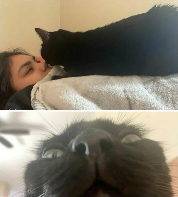 A black cat playfully snuggles on a blanket, followed by a close-up shot with a humorous wide-eyed expression.