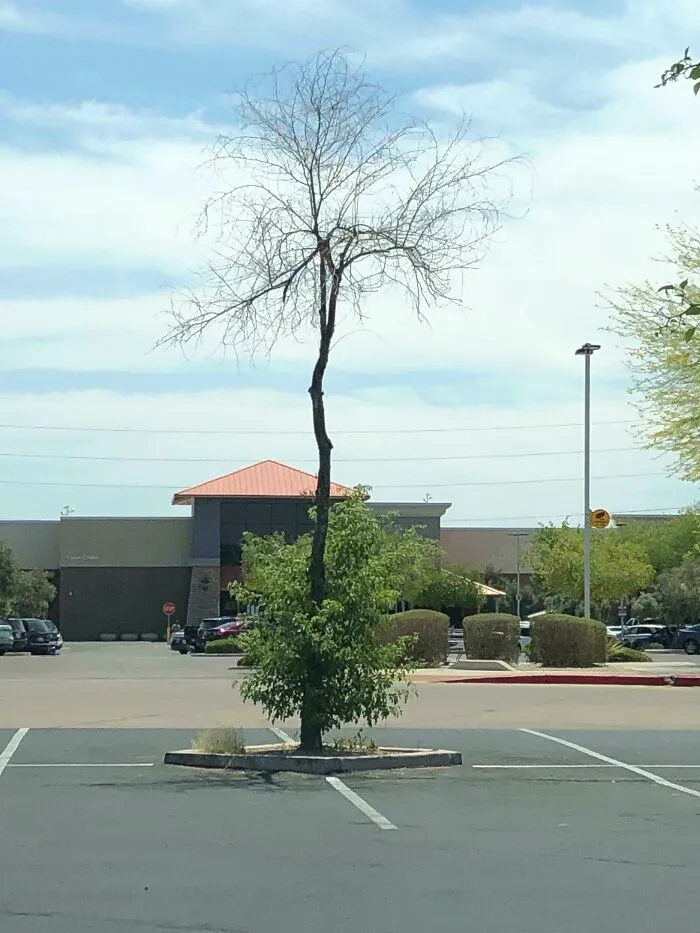 Arbol.exe se ha corrompido