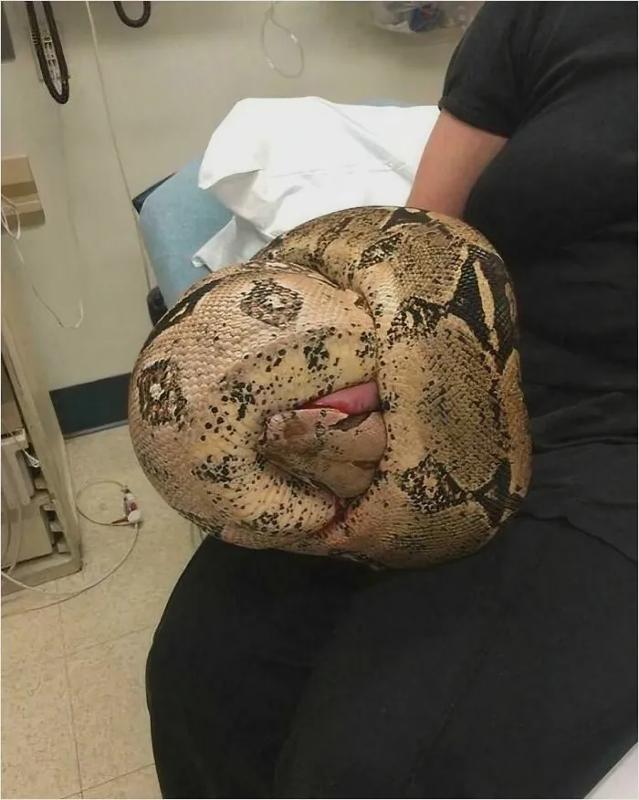 Tight Situation! Boa Constrictor In The Emergency Room
