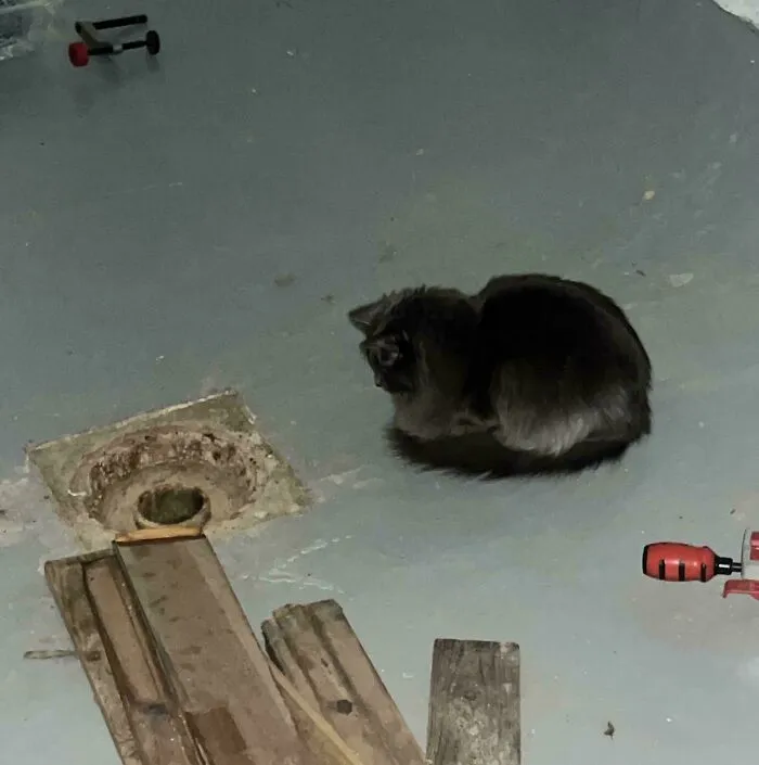 This Is The 4th Or 5th Time I’ve Caught My Cat, By Himself, In My Basement, In Complete Darkness, Staring Into The Sewer Drain