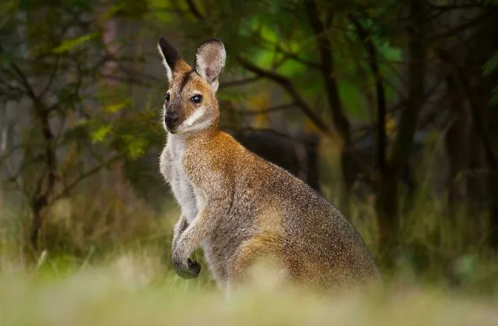 Los Wallabies de Cuello Rojo están regresando a nuestra propiedad que hemos estado reforestando desde 2013