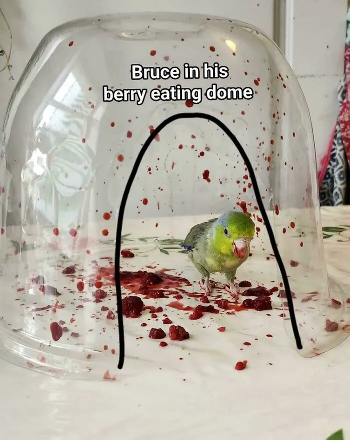 Bruce, The Berry Annihilator